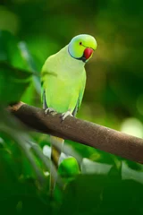 Gordijnen Groene vogel in de groene vegetatie. Papegaai zittend op boomstam met nestgat. Rose-geringd parkiet, Psittacula krameri, mooie papegaai in de natuur groene bos habitat, Sri Lanka, Azië. © ondrejprosicky
