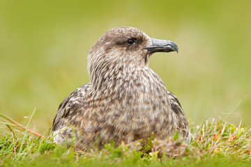 Bird from Norway. Brown skua, Catharacta antarctica, water bird sitting in the autumn grass, evening light. Detail portrait of sea bird.