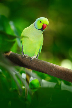 Fototapeta Green bird in the green vegetation. Parrot sitting on tree trunk with nest hole. Rose-ringed Parakeet, Psittacula krameri, beautiful parrot in the nature green forest habitat, Sri Lanka, Asia.