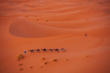 Camel caravan in the Sahara  