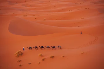 Door stickers Brick Camel caravan in the Sahara  
