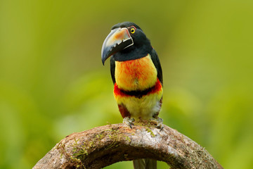 Collared Aracari, Pteroglossus torquatus, bird with big bill. Toucan sitting on the branch in the forest, Boca Tapada, Laguna de Lagarto Lodge, Costa Rica. Nature bird travel in central America.