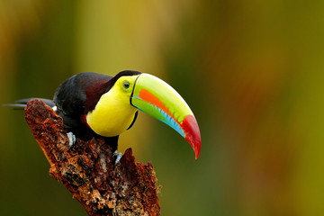 Keel-billed Toucan, Ramphastos sulfuratus, bird with big bill. Toucan sitting on the branch in the forest, Boca Tapada, Laguna de Lagarto Lodge, Costa Rica. Nature travel in central America.