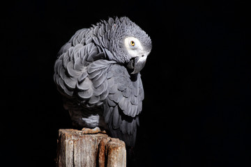African Grey Parrot, Psittacus erithacus, sitting on the branch, Gabon, Africa. Wildlife scene from nature. Parrot in the green tropic forest with dark black background. Parrot with white face.