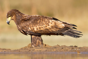 Bird in the water. White-tailed Eagle, Haliaeetus albicilla, feeding kill fish in the water, with brown grass in background. Wildlife scene from nature. Eagle with food. Eagle in the autumn lake.