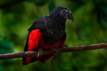 Pesquet´s parrot, Psittrichas fulgidus, rare bird from New Guinea. ugly red and black parrot in the nature habitat, dark green forest. Wildlife scene from Asia. Endemic bird sitting on the branch.
