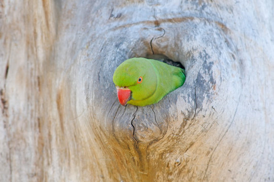 Fototapeta Parrot in the nest hole. Green parrot sitting on tree trunk with nest hole. Nesting Rose-ringed Parakeet, Psittacula krameri, beautiful parrot in the nature green forest habitat, Sri Lanka, Asia.