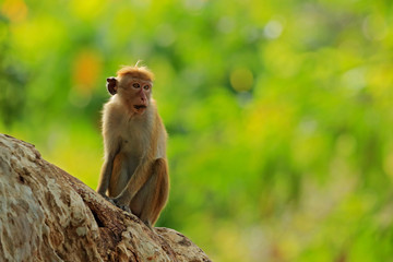 Toque macaque, Macaca sinica, monkey with evening sun. Macaque in nature habitat, Sri Lanka. Detail of monkey, Widlife scene from Asia. Beautiful colour forest background. Macaque in the forest.