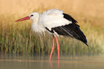 White stork, Ciconia ciconia, on the lake in spring. Stork with open wing. White stork in the nature habitat. Wildlife scene from the nature. Beautiful morning sun with bird in the river. Czech
