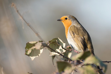 European Robin, Robin, Birds