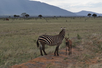 Naklejka premium zebra con cucciolo