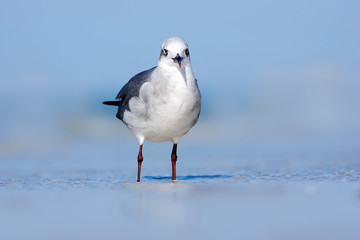 Gull in the water. Still water surface with bird. Laughing Gull, Leucophaeus atricilla, sitting on the stick, with clear blue background, Belize