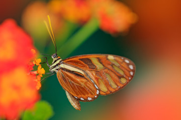 Beautiful orange butterfly Zebra Longwing, Heliconius charitonius. Butterfly in nature habitat. Nice insect from Costa Rica. Butterfly in the red bloom. Butterfly sitting on the flower from Panama.
