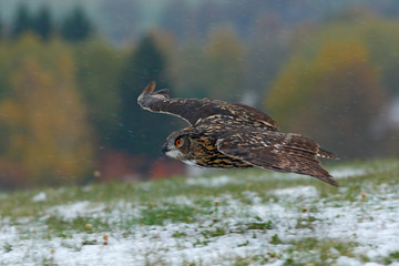 Eurasian Eagle Owl fly hunting during winter surrounded with snowflakes. Eurasian Eagle Owl fly hunting during autumn with snow. Wildlife scene from nature. Bird with snow, forest in the background.