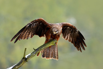 Black Kite, Milvus migrans, brown bird sitting larch tree branch with open wing. Animal in the nature habitat. Black Kite in the forest. Action wildlife scene, France. Bird of prey on the tree branch.