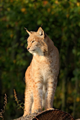 Naklejka premium Lynx on the tree trunk. Sitting wild cat Eurasian Lynx in orange autumn leaves, forest in background. Wildlife scene in Europe. Wild cat from Sweden. Lynx hidden in the forest.