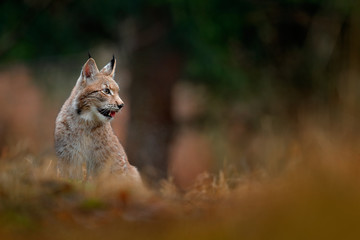 Sitting wild cat Eurasian Lynx in orange autumn leaves, forest in background. Wildlife scene in Europe. Wild cat from Sweden. Lynx hidden in the forest.