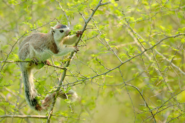 Grizzled giant squirrel, Ratufa macroura, in the nature habitat. Big squirrel sitting on thorny shrub. Beautiful fur coat animal feeding on tree. Wildlife scene from nature, Sri Lanka, Asia.