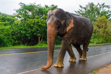 Fototapeta na wymiar éléphant en promenade sur la route