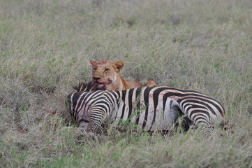 leone che caccia zebra