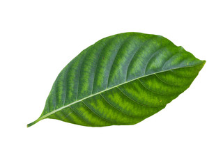 Green small leaf on the white background