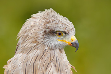 Black Kite, Milvus migrans, brown bird of prey sitting larch tree branch. animal in the nature habitat. Black Kite in the forest. Detail close-up portrait of bird of prey with green background.