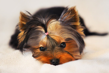 Yorkshire Terrier lying on a soft blanket.