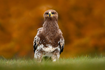 Steppe Eagle, Aquila nipalensis, sitting in the grass on meadow, orange autumn forest in background, Russia. Wildlife scene from nature. Beautiful bird with nice orange colour. Face portrait of bird.