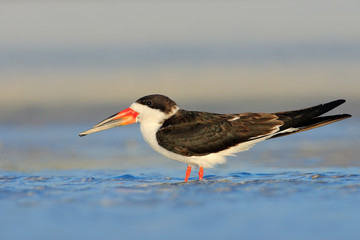 Black Skimmer, Rynchops niger, beautiful tern in the water. Black Skimmer in the Florida coast, USA. Bird in the nature sea habitat. Skimmer drinking water with open wings. Wildlife scene from nature