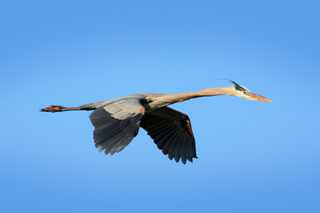 Water bird in flight. Flying heron in the green forest habitat. Action scene from nature. Bird on the blue sky. Great Blue Heron, Ardea herodias, in fly. Wildlife in Florida, USA.