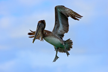 Action acrobatic scene with pelican. Pelican flying on thy evening blue sky. Brown Pelican splashing in water, bird in nature habitat, Florida, USA. Wildlife scene from ocean. Brown pelican in fly.