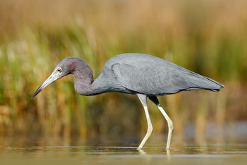 Heron with water grass. Little Blue Heron, Egretta caerulea, in the water, Mexico. Bird in the beautiful green river water. Wildlife from tropic forest. Bird in the water with first morning sun light