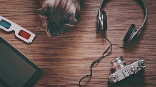 Cat surrounded by objects for entertainment