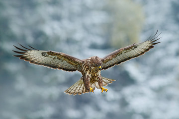 Winter scene with buzzard. Flying bird of prey. Bird in the snowy forest with open wings. Action scene from nature. Bird of prey Common Buzzard, Buteo buteo, in fly with snow. Snowy day with bird.