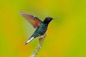 Beautiful glossy and glittering bird in the nature habitat, Ecuador. Velvet-purple Coronet, Boissonneaua jardini, dark blue and black hummingbird sitting on green lichen branch in the tropical forest.