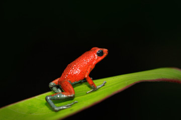 Rare Amphibien in the tropic forest. Red poisson frog Granular poison arrow frog, Dendrobates granuliferus, in the nature habitat, Costa Rica. Close-up portrait of poison red frog. Frog in the forest.