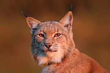 Fotobehang Wildlife scene with wild cat from Europe. Wild cat Lynx in the nature forest habitat. Close-up Eurasian Lynx in the forest, hidden in the grass. Detail portrait of lynx, with beautiful evening light. © ondrejprosicky