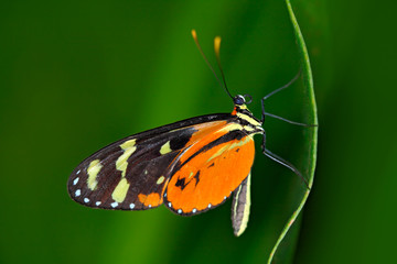Obraz premium Butterfly Heliconius Hacale zuleikas, in nature habitat. Nice insect from Costa Rica in the green forest. Butterfly sitting on the leave from Panama. Butterfly with ping flower. Wildlife in the forest