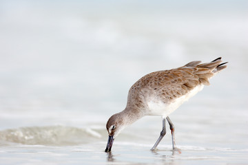 Willet, Catoptrophorus semipalmatus, sea water bird in the nature habitat. Animal on the ocean coast. Bird in the sand beach, beautiful bird from Florida, USA. Bird in the water, blue sea surface.