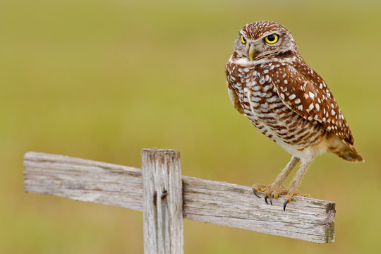 Burrowing Owl, Athene cunicularia, sitting in wooden cross in Cape Coral, Florida, USA. Urban wildlife with bird. Grey little owl from Florida. Cross with owl. Birdwatching in USA.