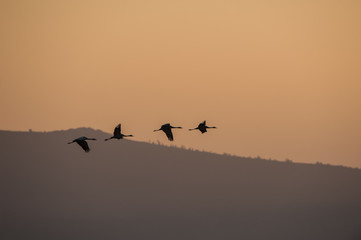 Grullas volando al atardecer 