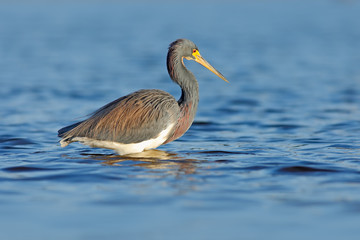 Bird in the sea. Morning light water with bird. Hunting bird. Water bird sitting in the water. Beach in Florida, USA. Water bird Tricolored Heron, Egretta tricolor, with orange bill in nature habitat.