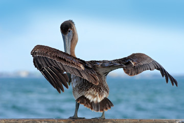 Brown Pelican splashing in water. bird in the dark water, nature habitat, Florida, USA. Wildlife scene from ocean. Brown pelican in the nature. Big brown bird. Pelican starting in the blue water.