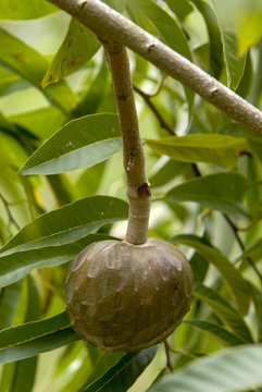cachiman, corossolier r&eacute;ticul&eacute;, Annona reticulata, Madagascar