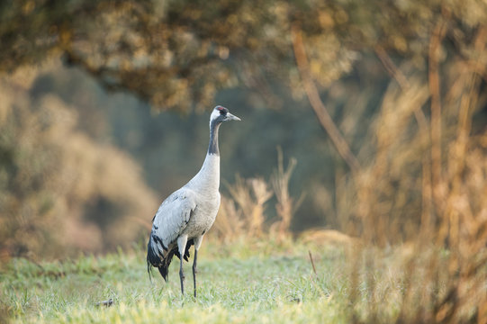 Grulla com&uacute;n en la dehesa, Extremadura