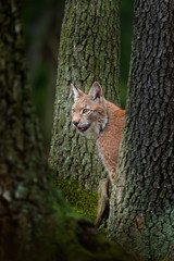 Naklejka premium Eurasian Lynx, portrait of wild cat hidden between tree trunks. Wild animal hidden in nature habitat, Germany. Lynx between two tree trunks. Wildlife scene, forest, Germany. Head portrait of lynx.