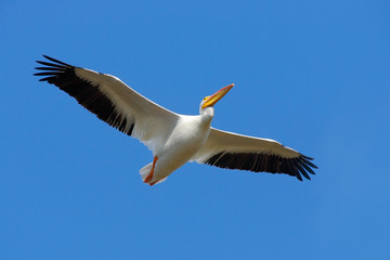 Fototapeta na wymiar Wildlife from Florida coast. Bird in fly with blue sky. White Pelican, Pelecanus erythrorhynchos, from Florida, USA. White pelican in flight with open wings. Action scene in nature. Pelican in fly.