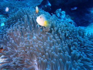 インド洋の胸ビレが黄色いクマノミ