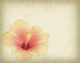 hibiscus isolated on old paper background