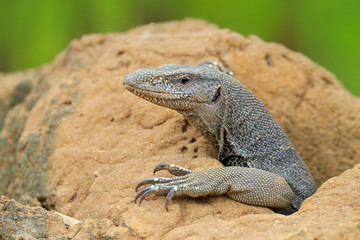 Monitor lizard near a small river, Varanus bengalensis, Sri Lanka, Asia